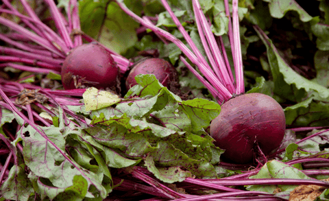 How To Can Beets With Denali Canning