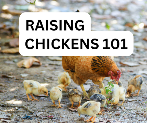 Raising chickens 101
